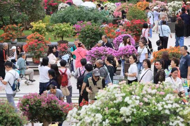 莲花山公园“人从众” 2025深圳簕杜鹃赏花周顶流花海“热到爆”