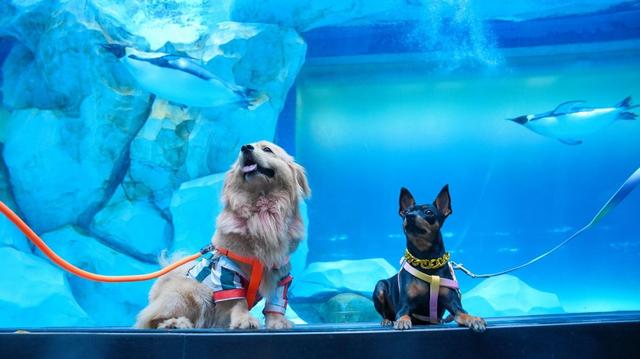 年味不停，宠妮来袭！郑州海昌非遗国潮续写精彩，三月宠妮浪漫接档