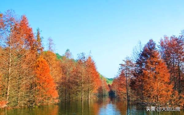 川藏线上的红杉树，让我领略到不一样的冬日美景