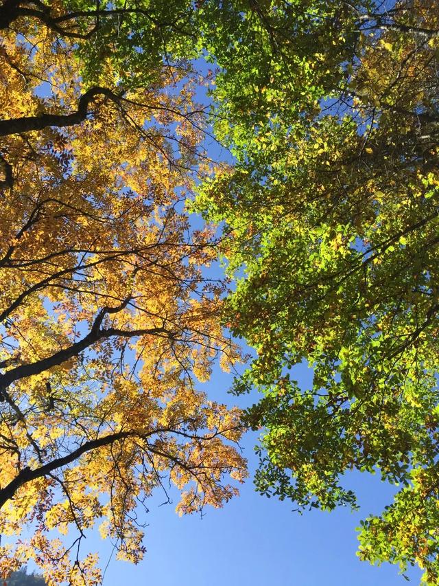 九寨沟十一月的开场，是落叶纷飞染透山川，是彩林叠翠映雪山