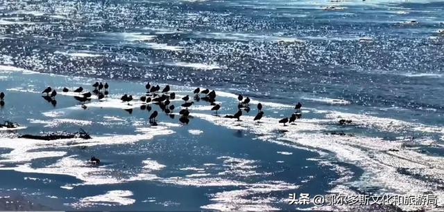 年度必看！鄂尔多斯黄河流凌景观上线→