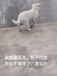 大学生放假回村，全村的狗都崩溃了：求求你们快去上学吧！