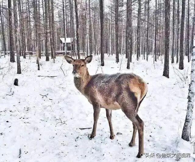北纬47°的冰雪秘境：阿尔山，冬季人少景美的宝藏旅行地