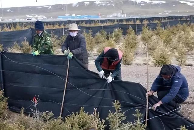 中国唯一见不到树的城市，曾有人悬赏30万，只求一棵树能活下来