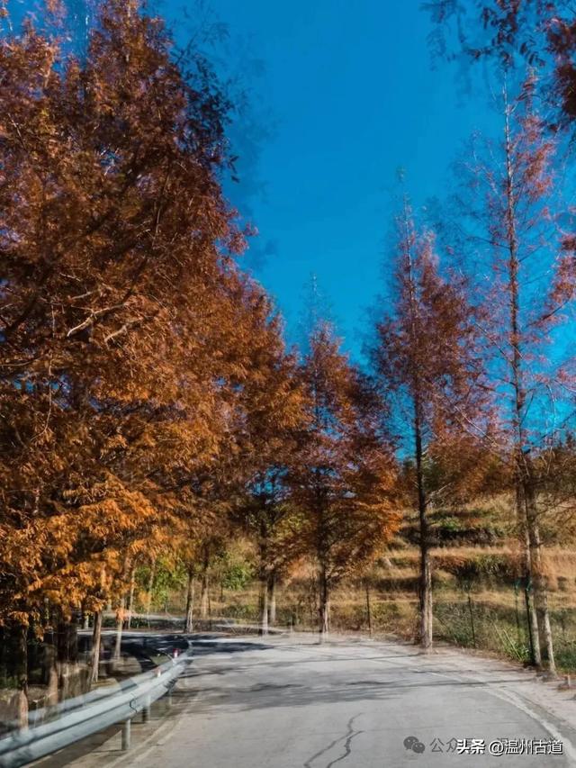 邂逅初冬醉美泽雅风情!藏于乡野的冬日艳遇,每个转角都有惊喜!