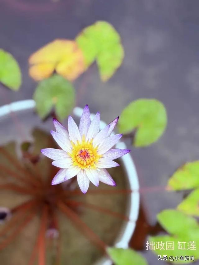 谁说夏天没花看？苏州园林偷偷美翻了！