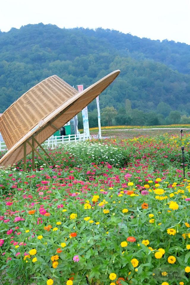 走进莫奈的画中世界，铜鉴湖花海等你打卡