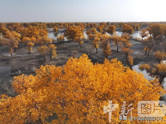 新疆巴州尉犁：胡杨林层林尽染 迎来最佳观赏期