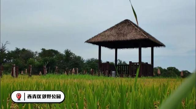 在西青，来一场秋日治愈之旅