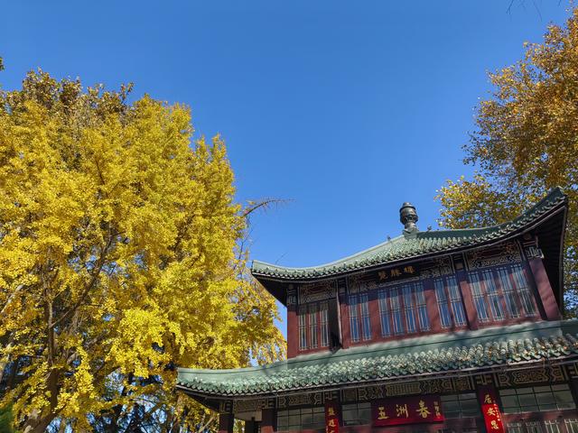 碧云天，黄叶地。秋色连波，波上寒烟翠一一玄武湖银杏迟