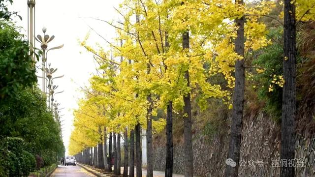 黄平旧州古镇银杏迎来最佳观赏期