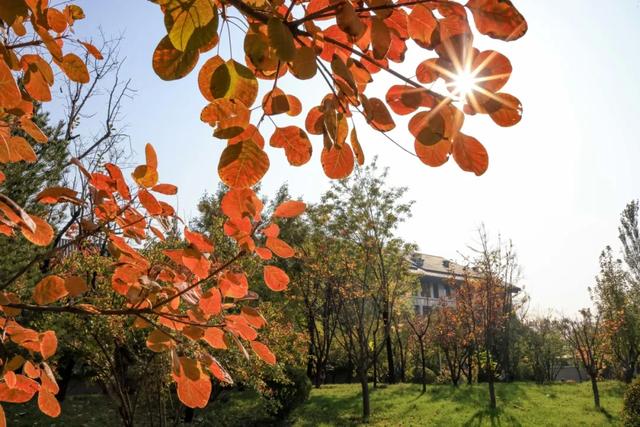 从从容容游刃有余！把江南的秋天“搬进”石景山——