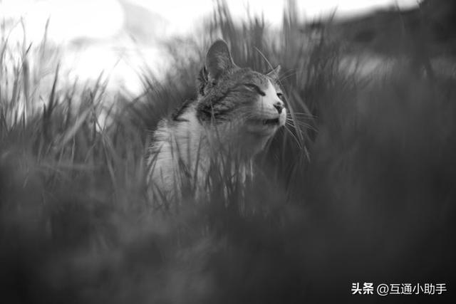 解锁相机隐藏玩法：用"成像风格"功能让照片效果翻倍！