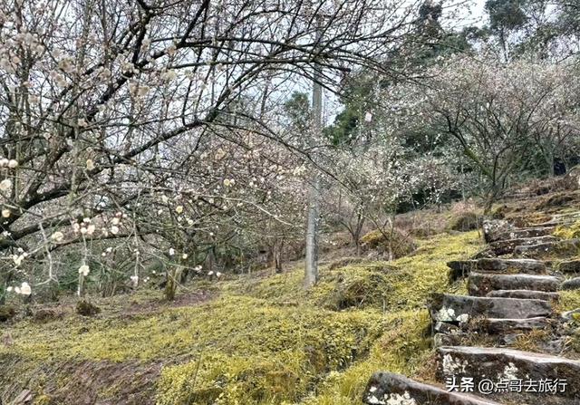 成都真正的“小林芝”盛景，被严重低估，漫山梅花，美到震撼！