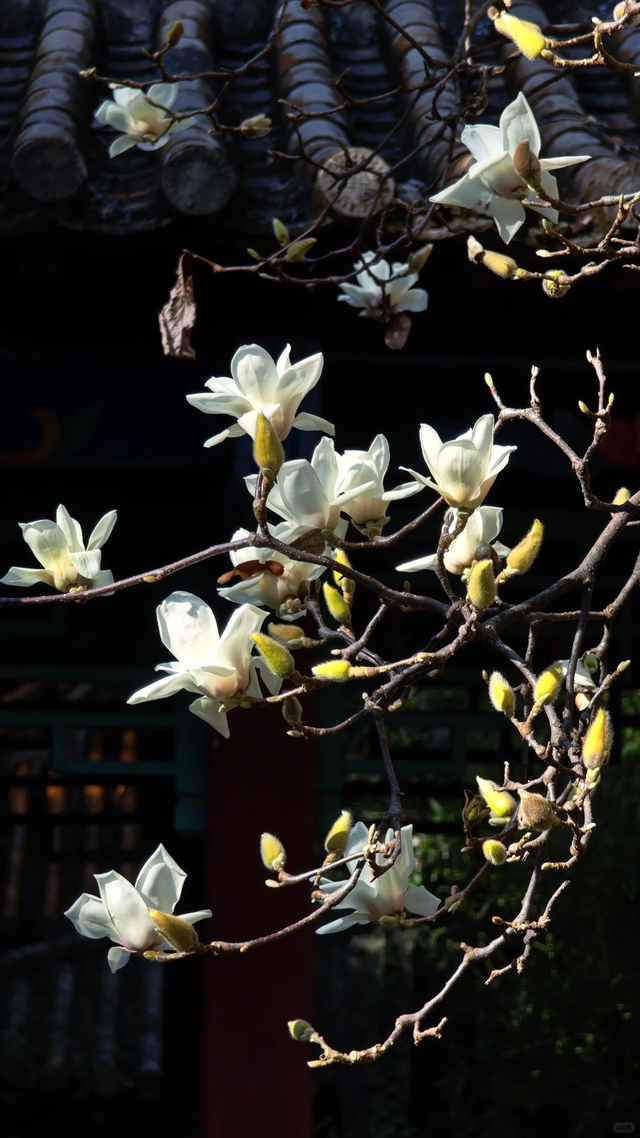 大寒至，春可期，昆明这些地方繁花似锦！