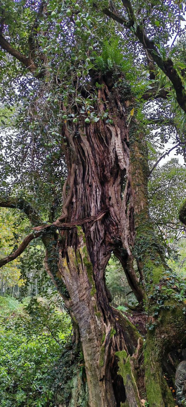 浙南山水:神仙居云端漫步,古堰画乡烟火气息,缙云仙都诗意之旅