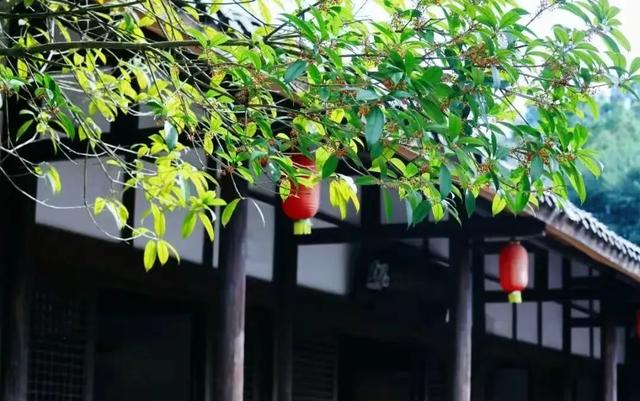 新津的桂花第一波开了！PONG࿐香࿐