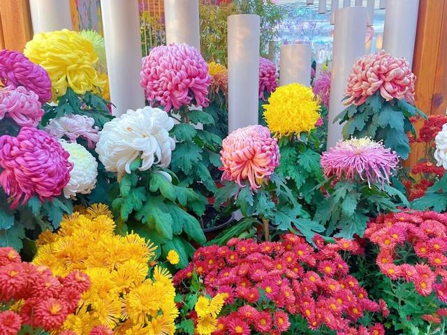 相约世界花卉大观园！丰台将迎巨型南瓜王国、全国菊花擂台赛！