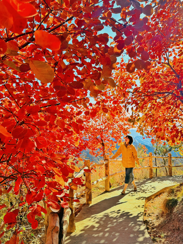 淄博金秋打卡攻略！红叶进入高饱和模式，教你拍出手机氛围感大片！