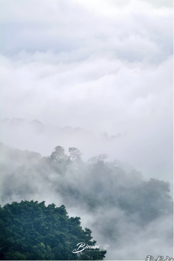 人类的普洱茶，世界的景迈山