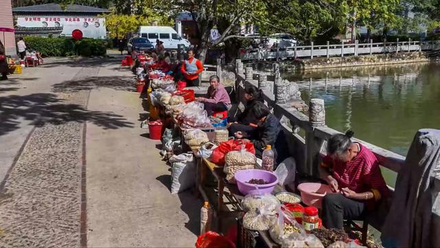 桂林灵川：百万株银杏“披金”引客来