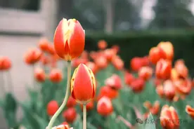 苏州春日赏花不完全指南图片