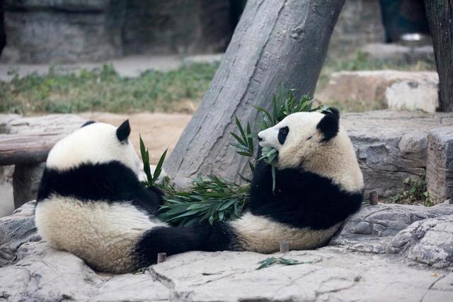没有回旋余地，中国下令直接收回，17万日本人泪奔	，高市闯祸了！