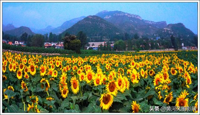太行深处向阳花