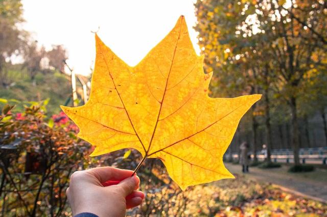 轨道直达！重庆“顶流”梧桐大道已经美到next level了！