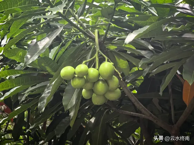 一个五A级植物园，到底藏着哪些值得看的地方，这是最实在的攻略
