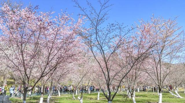 接下来的北京，每一天都别错过！3月花海预报——
