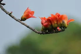 “木棉花的功效与药膳推荐：清热祛湿这样吃最有效”图片