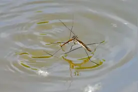 你敢相信吗？水其实是一种违反物理定律的独特物质！图片