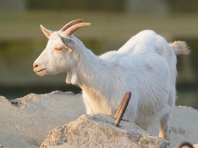 属相羊的听好：11月29日至12月2日，生活可有大变化！你别不信