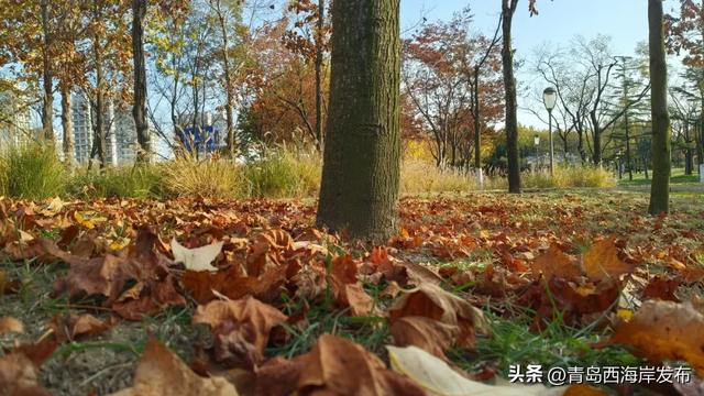 “暂停”秋天,西海岸这8条道路落叶缓扫!