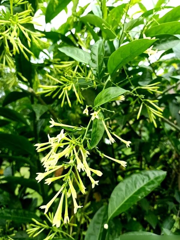 阴花不能进阳宅！这5种花“打死”也不养，家里若有？快挪走！