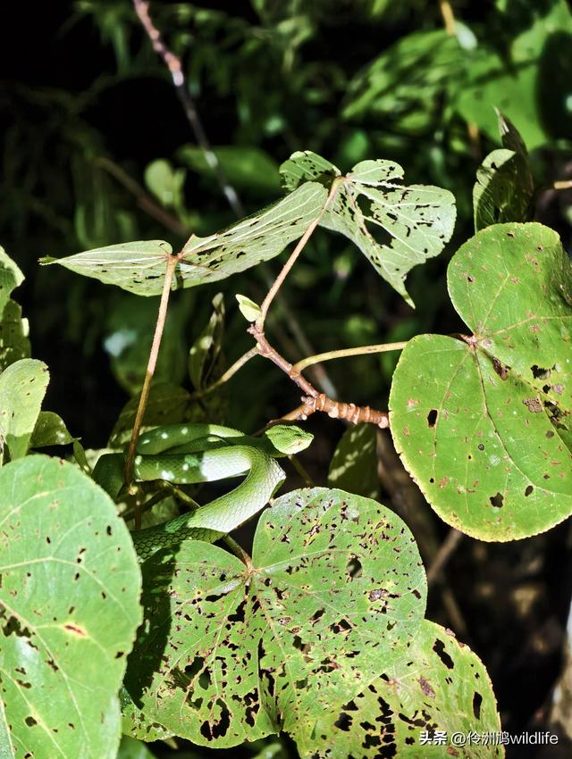 马来西亚(36)砂拉越州⑩峇哥国家公园夜间徒步体验