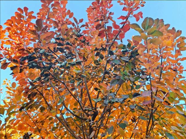 彩林映湖光 泰山虎山公园初冬画卷引客来