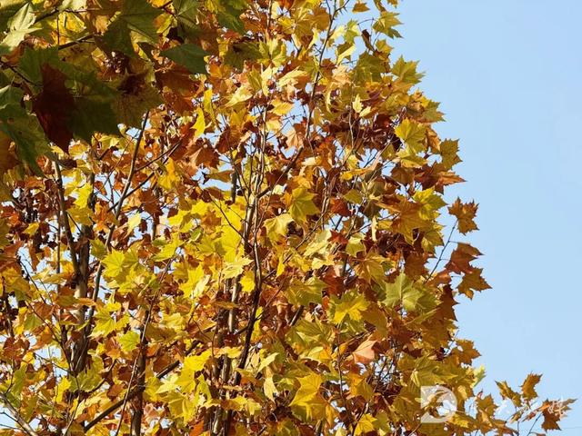 五星湿地藏秋韵，东兴初冬打卡新地标