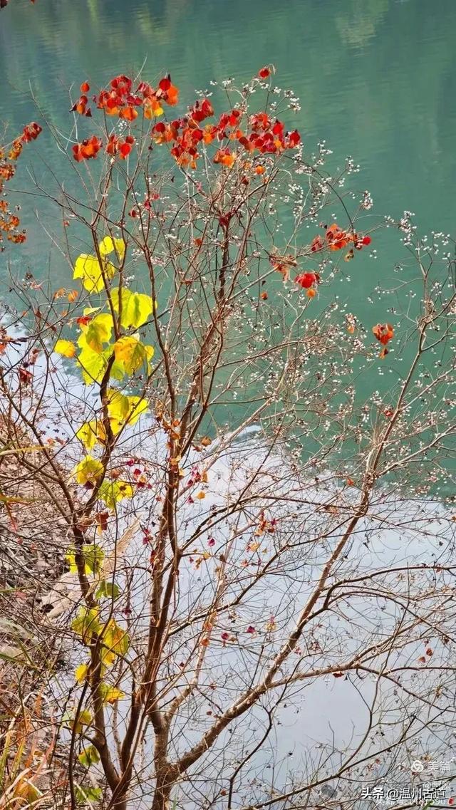 两毁两建,三廊相连,这座全国最长的木拱廊桥,就在温州!