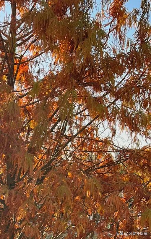 南昌鱼尾洲公园，红杉慢慢变红！