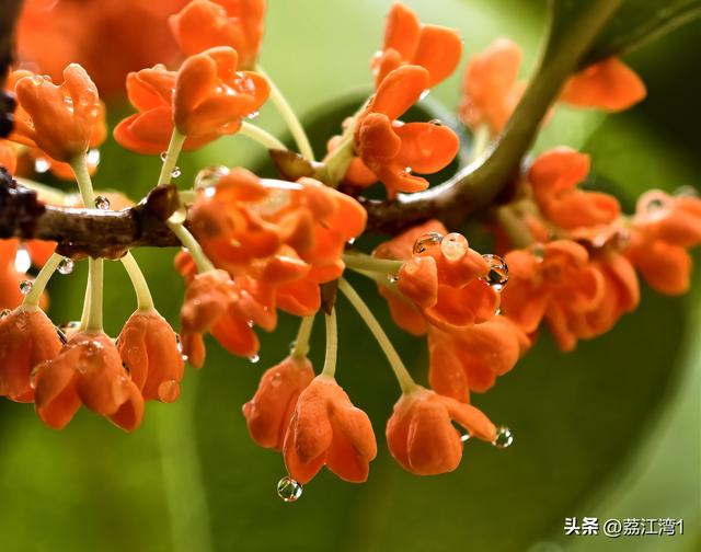 桂香漫城：桂林的秋日私语