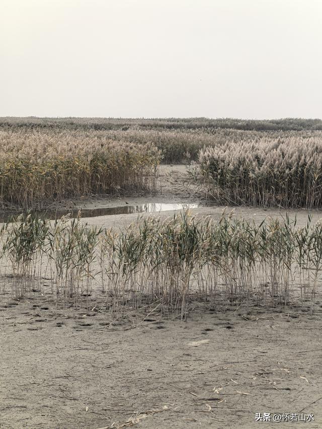 2025辽宁赏秋之旅日记(6)——到辽河口中国最北海岸线看日出 观鸟