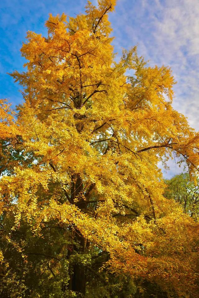 草堂银杏季 | 老枝诗未全，园中金将成