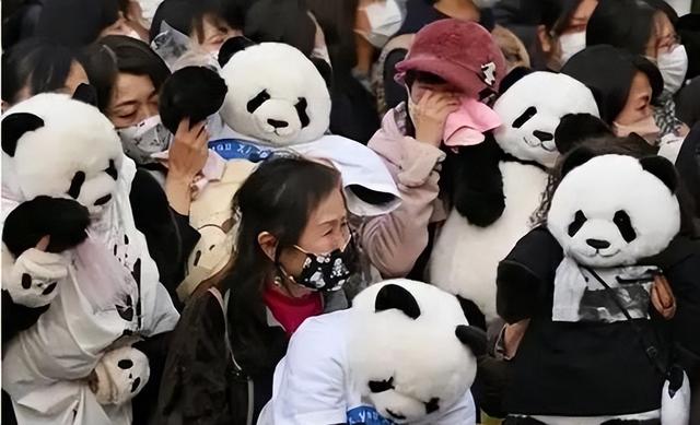 最后关头，高市政府通告中国，希望送回大熊猫，中方误判了日本？