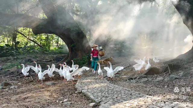 彩色旅图｜光影里的霞浦：滩涂、古树与渔排的诗意时光