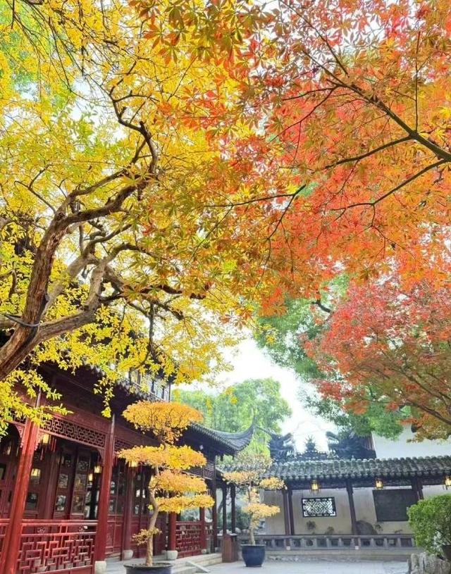 十二月暖阳拥抱着城市，古典园林披上迷人华服 我内心瞬间归于宁静