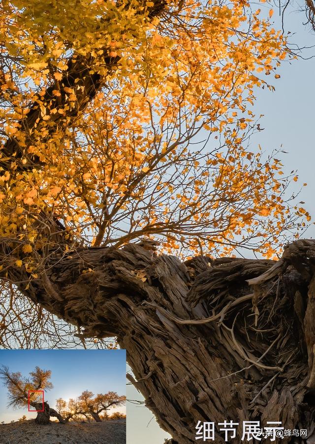 南疆寻秋--富士GFX100 II刻画南疆的雪山、沙漠与胡杨