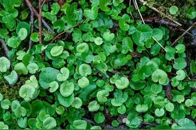 湿气重，皮肤痒，湿气走，湿疹消图片