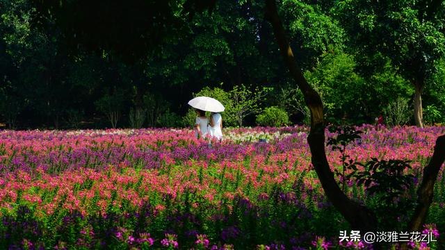 海珠湿地公园的醉蝶花七彩缤纷